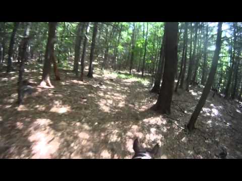 Cantering Through the Forest