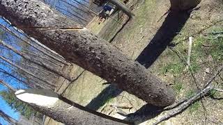 Lowering Down a Whole Pine Tree Part 1 - (2018)