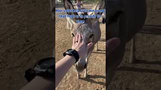Our Donkeys also need your votes #warpaws #donkeys #donk