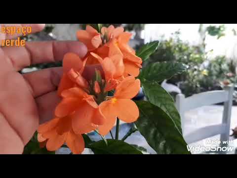 VENHA CONHECER À PLANTA CROSSANDRA PLANTA DE FLOR LARANJA OU LARANJADA  DICAS E CUIDADOS - thptnganamst.edu.vn