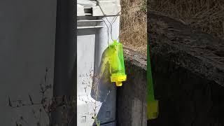 2026 Yellow Jacket Harvest at Amalie Robert Estate