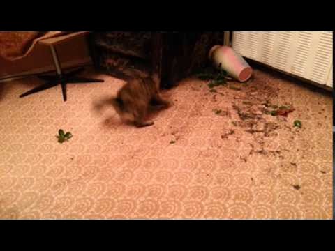 Quick Cat Snatches A Frog || ViralHog