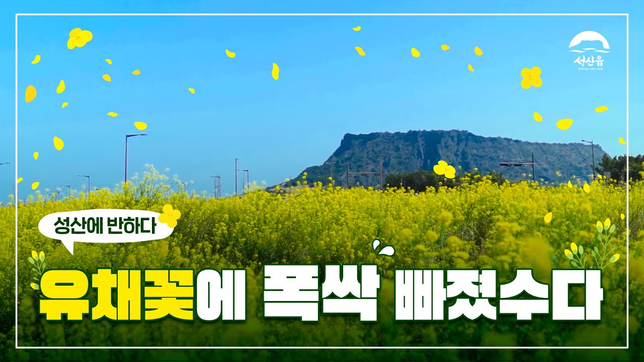 [성산에 반하다] 성산은 유채꽃에 폭싹 빠졌수다!