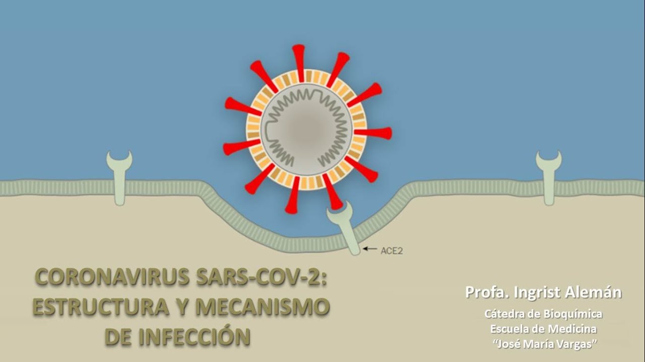 COVID-19 SARS-COV2 estructura y mecanismo de infección