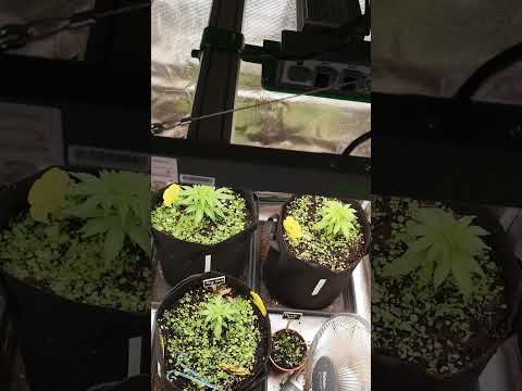 Running Autos on