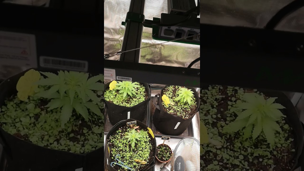 Running Autos on 12/12 – Can It Actually Work? 🌱⚡️ 