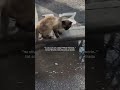 #cats #pisicidepestrada #iphone1tb #memorie