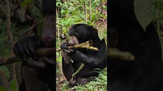 Joe enjoying his sugarcane in the most relaxed pose possible