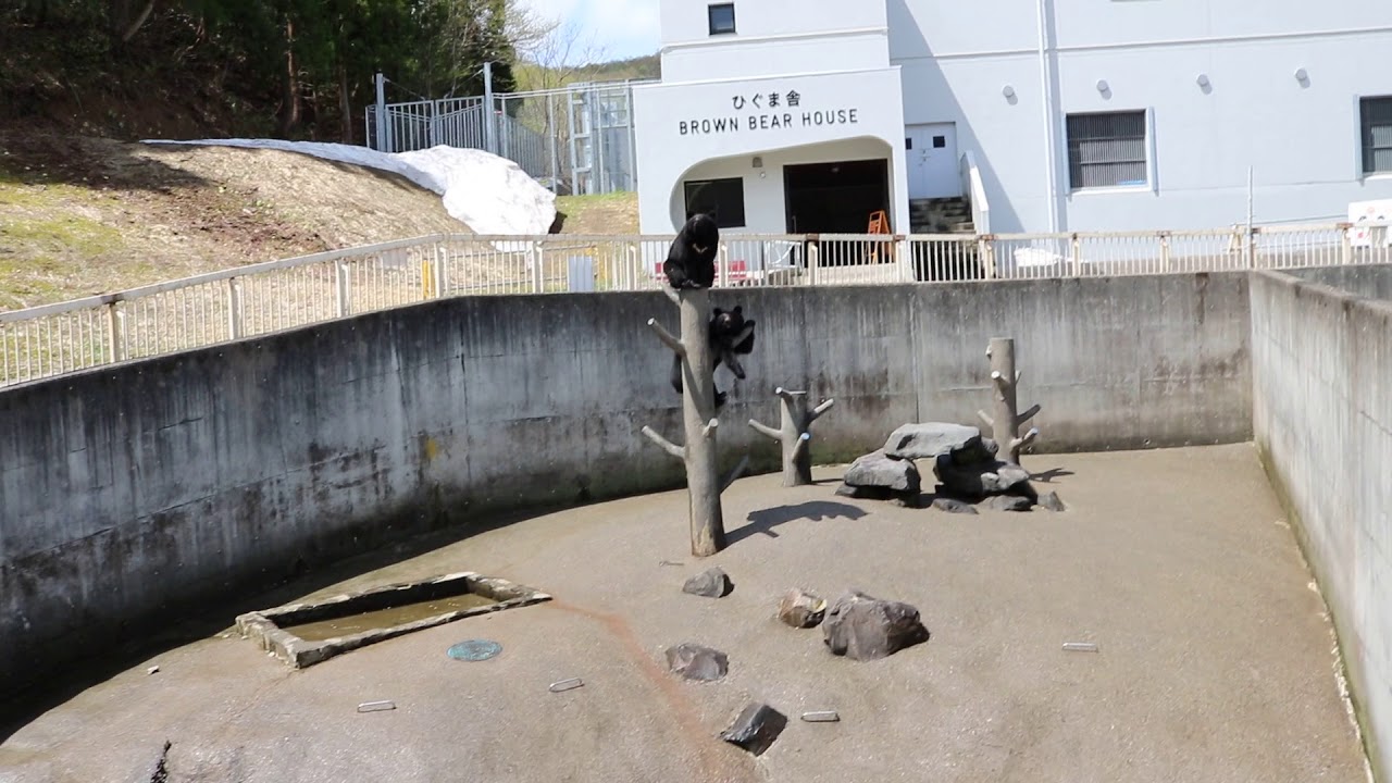 水族館破解 180507 33 阿仁熊牧場(くまくま園)：10 資料 小クマ舎