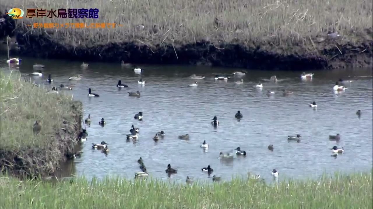 トワツガイ　支配　カモメ　タカまとめ売り 5月中に見られたカモたち 2026/5 - YouTube
