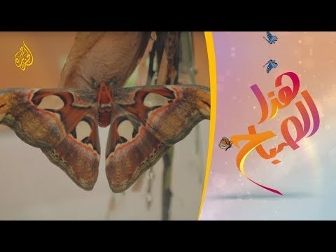 هذا الصباح - هل فكرت يوما في زيارة بيت الفراشات؟