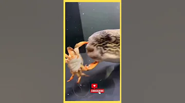 #short краб против рыбы Фугу crab 🦀 vs pufferfish battle #tiktok #viral #trendingshorts #fish