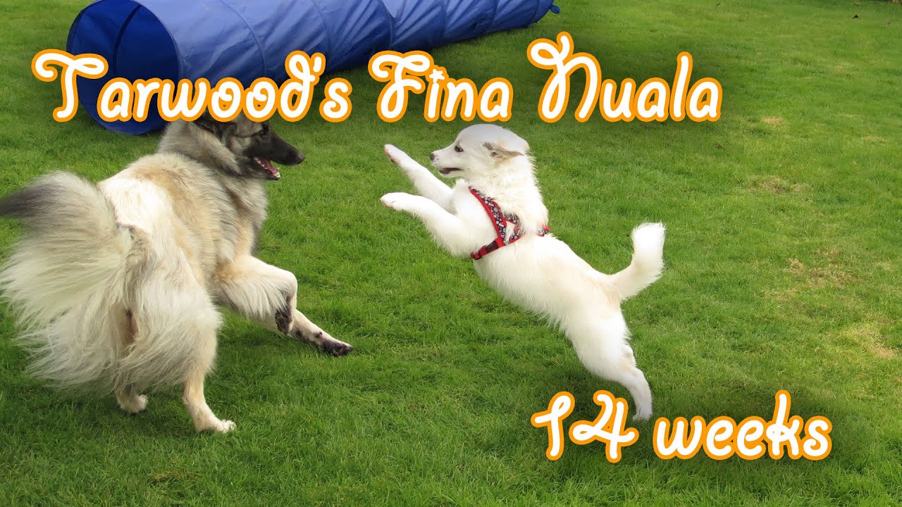 Tarawood's Fína Nuala; 14 weeks old (Icelandic Sheepdog Puppy) - Amira's Blog