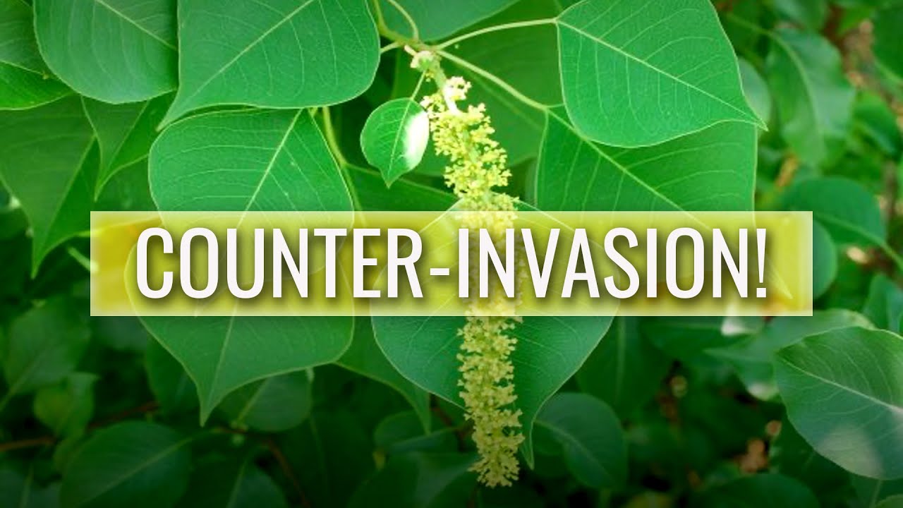 Louisiana Invasive Species YouTube