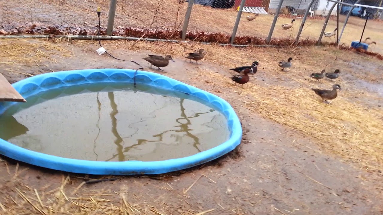 Ducks Started laying eggs - YouTube