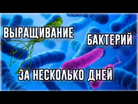 Как вырастить колонию бактерий за несколько дней