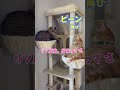 「猫が猫背を忘れる時」姉に叱られてる猫が可愛かった #cat #かわいい猫 #保護猫 #ねこ #キジトラ #猫との暮らし