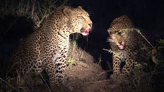 Leopard Fight Dewane Vs Nyeleti