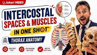 Intercostal Spaces & Muscles in One Shot | High-Yield Thorax Anatomy for MBBS Exams | Johari MBBS