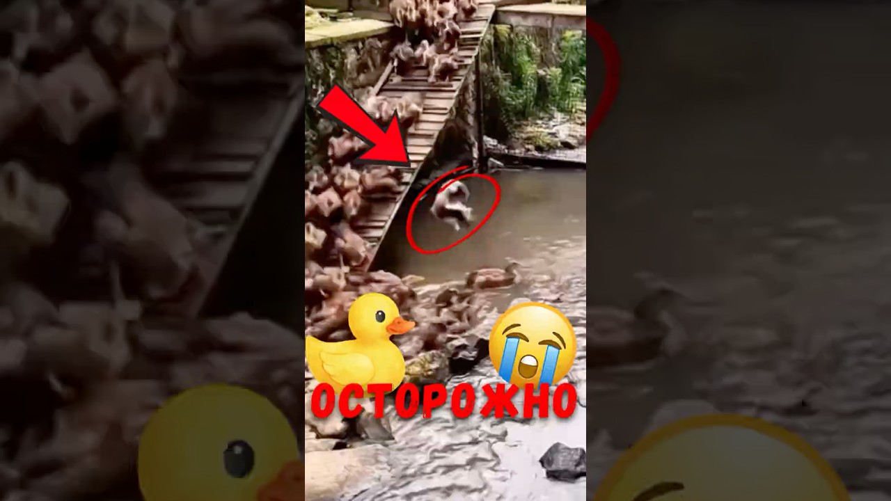 🦆 Фермерский лайфхак, который покорил интернет! 