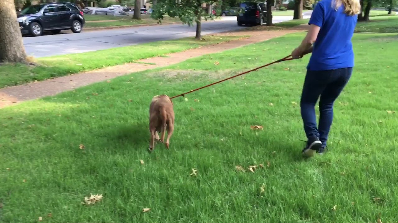 rescue dogs rock nyc Hot Mama