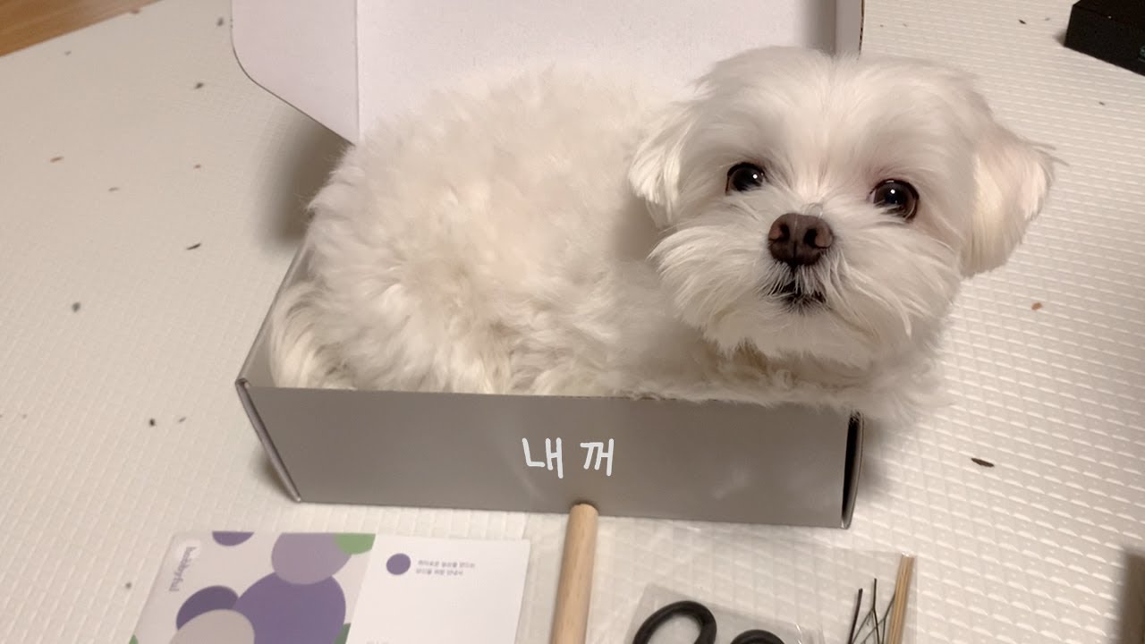 당근하지마 내꺼야