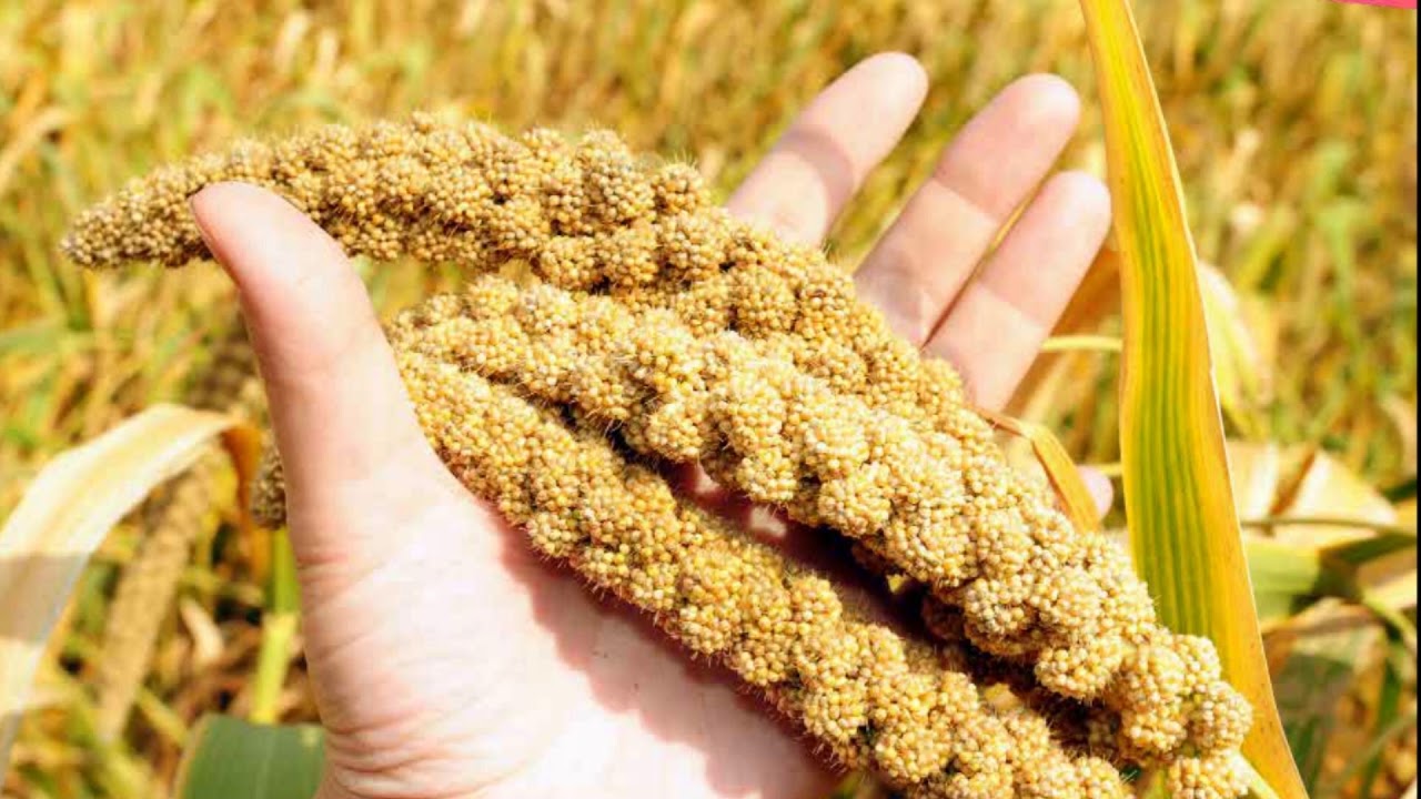 CROPS class8 YouTube