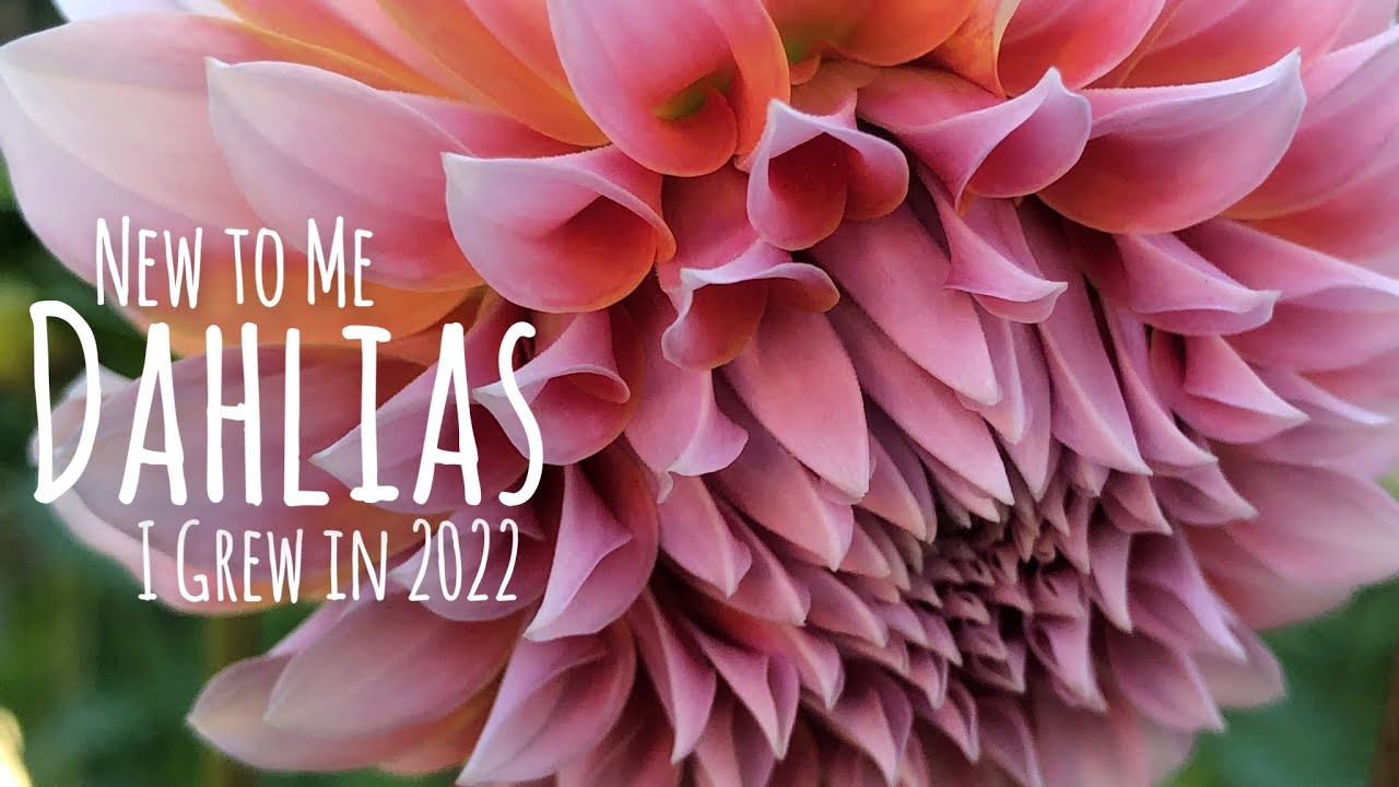 15 New to me Dahlias I Grew in 2022