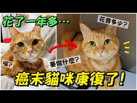 【魚乾】照顧癌末貓要花多少錢？OLA終於變身健康貓貓！ #貓咪癌症