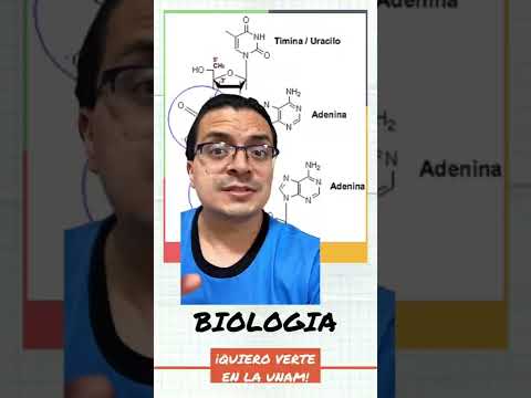 Vídeo: En què consisteix un nucleòtid?