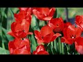 Красные Тюльпаны Цветут! Весеннее цветение. Цветущее поле тюльпанов | Футажи красивая природа [4K]