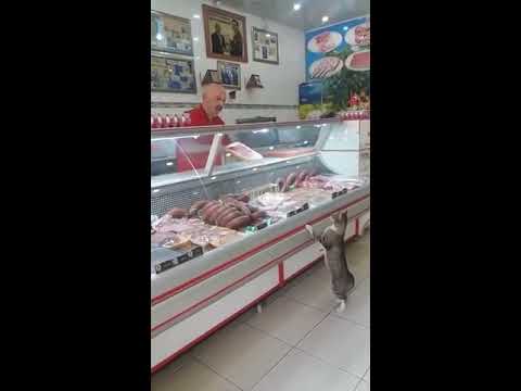 cat-shops-for-meat-at-deli-counter---988028-1