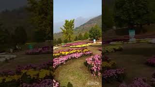 🌺❤bulbul ne bhi yun gul ko pukara nhi hoga❤🐦‍⬛🐦‍⬛#lovesong #ytsortindia #viral #yaad msorts