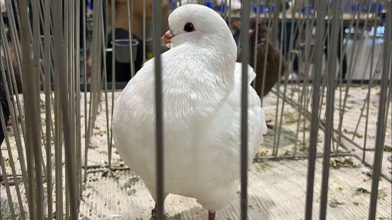 Cremona fiera Pets Festival