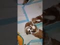 Furry friends always ready to play. Pets bring smiles. @VaughnDa