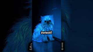 Kot Wpadł Do Farby I STAŁO SIĘ TO!🙀🙀