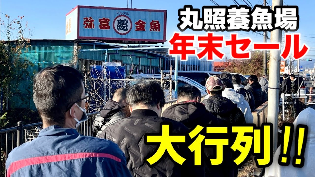 【丸照養魚場】年に1度の「年末セール」開催‼︎この日を待ち望んだ金魚ファン約80人が開店前から行列を作りました。名店の高品質で格安の金魚一気見でご覧ください‼︎
