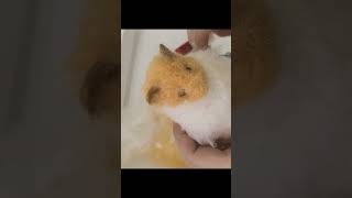 Information Needle felted hamster.This is made from wool. #needlefelting #felting #wool #hamster #羊毛フェル Update