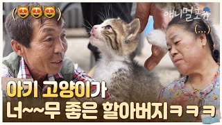 고양이가 너~무 좋은 할아버지와 질투하는 할머니ㅋㅋㅋ “나나 저러고 이뻐락 허믄 좋겄어~” | KBS 남도 지오그래피 230703 방송