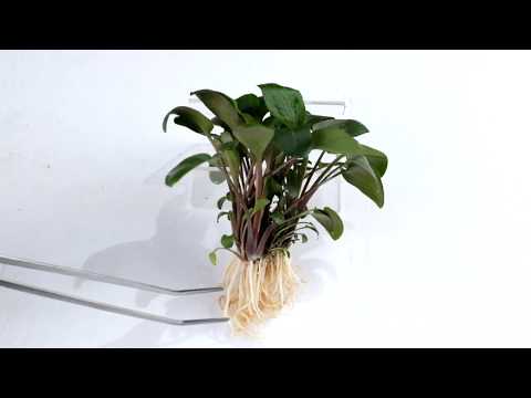 Video: ¿Qué son las criptas? Cultivo de plantas Cryptocoryne en un acuario