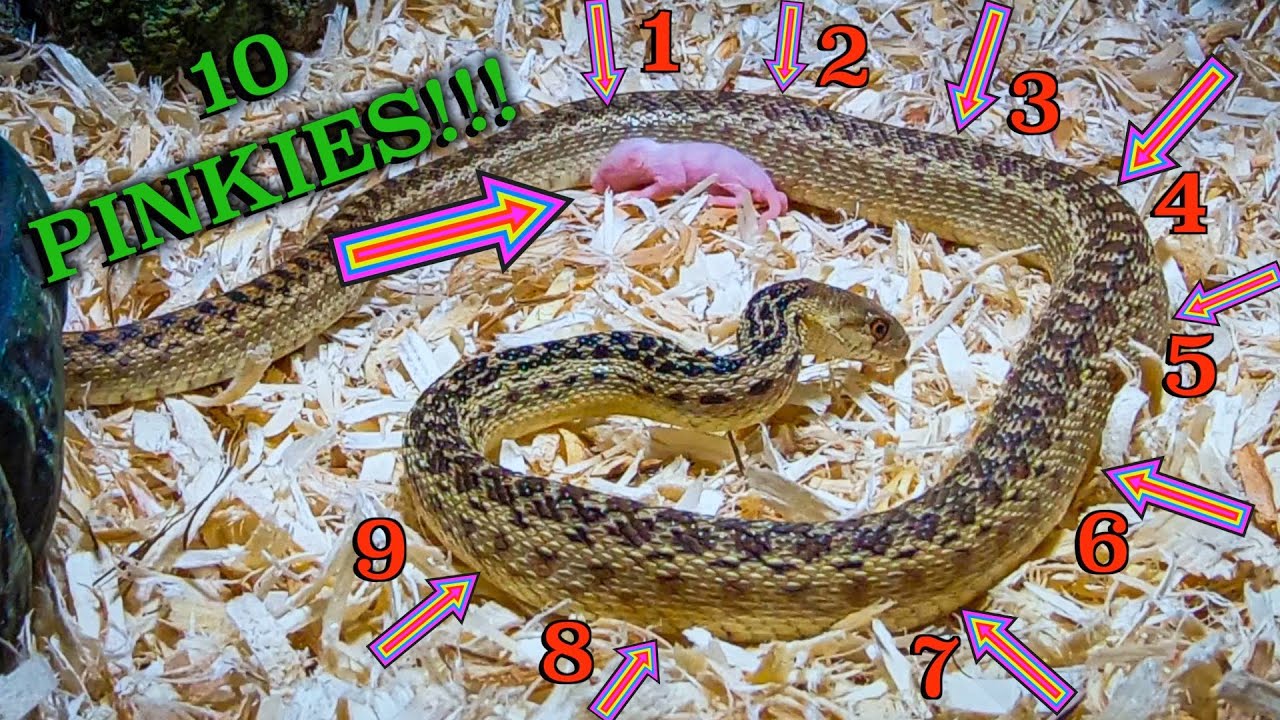 Gopher Snake Eats 10 Pinkies (Mice) *WARNING* LIVE FEED YouTube