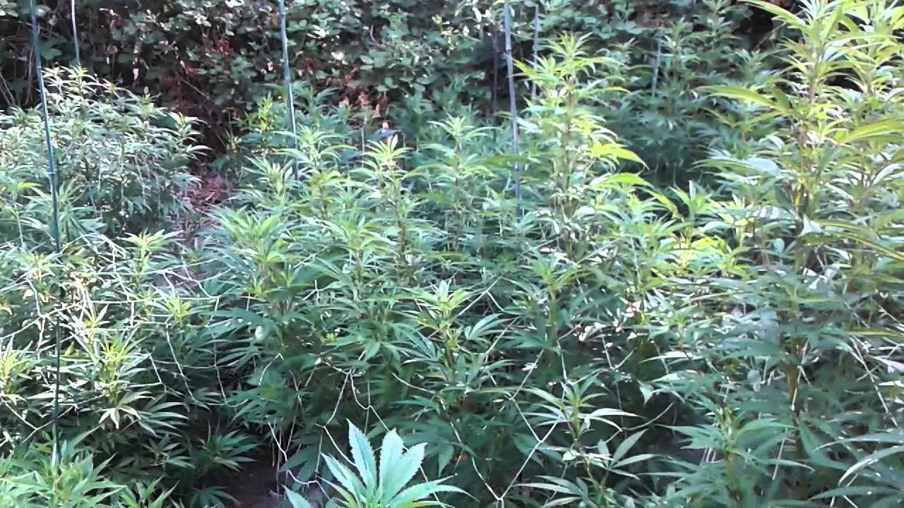 2015 norcal gorilla grow, July 28th