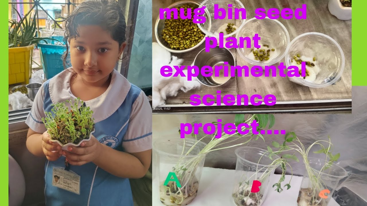 Mug bin seed plant, experimental science project.....