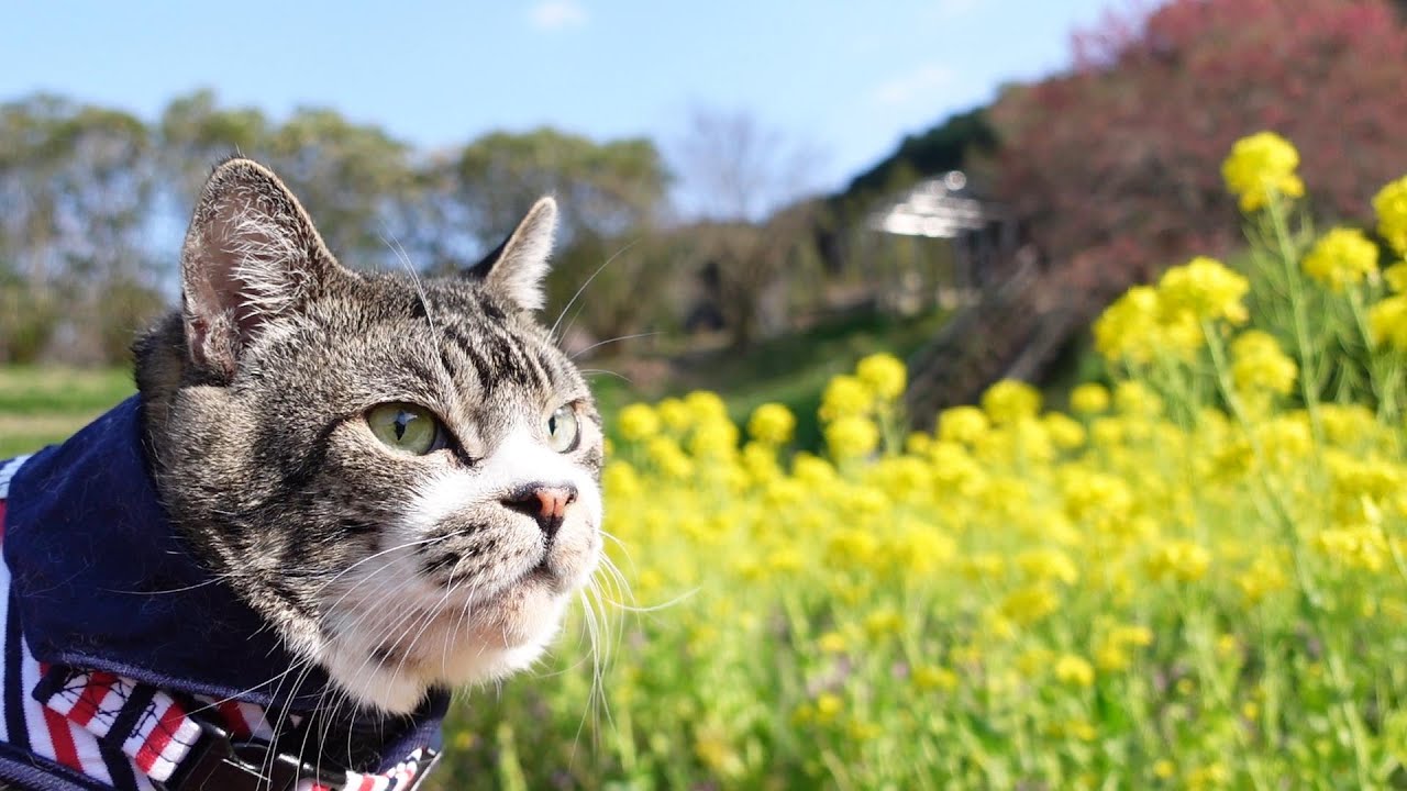 猫と菜の花畑☆リキちゃんと春を感じるお散歩☆外では可愛い鳴き声を