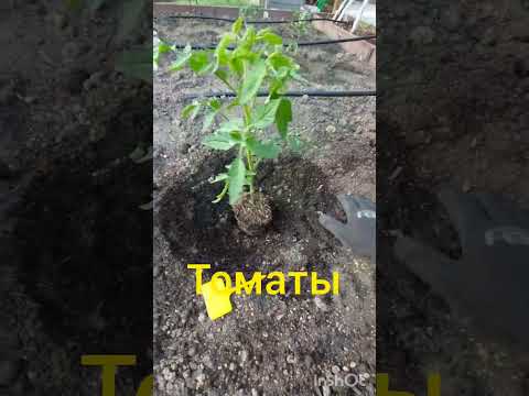 Весенние хлопоты #весна #огород #шортс #shorts #shortvideo #сад#рассада #короткиевидео #satisfying