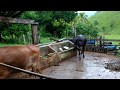 Cumpade tocando as vacas do pasto para o curral debaixo de chuva. Vacada desce o morro correndo.