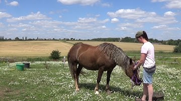 Raven - Headcollar Training Session || Horse Clicker Training