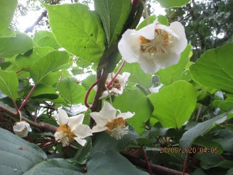 Video: Aanplant En Reproductie Van Actinidia