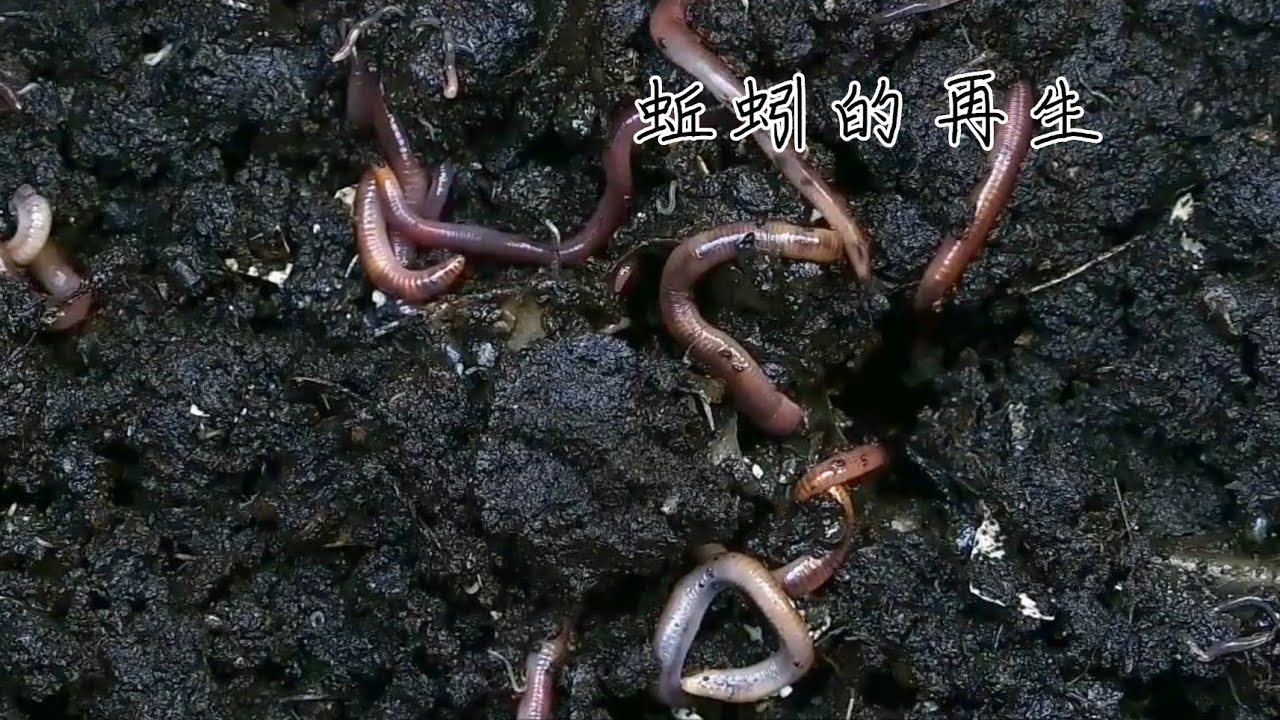 的故事