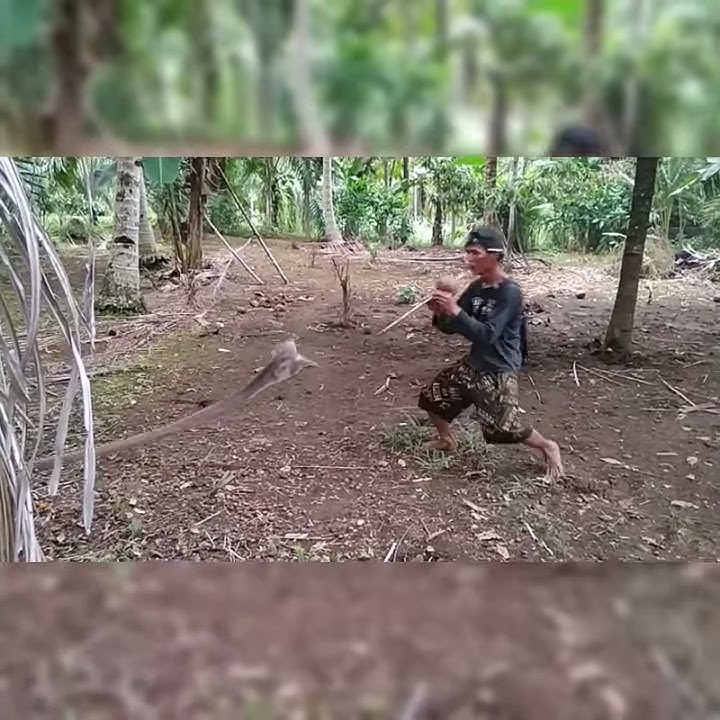 Story wa | penakluk tari ular karambia || 😂😅ngakak